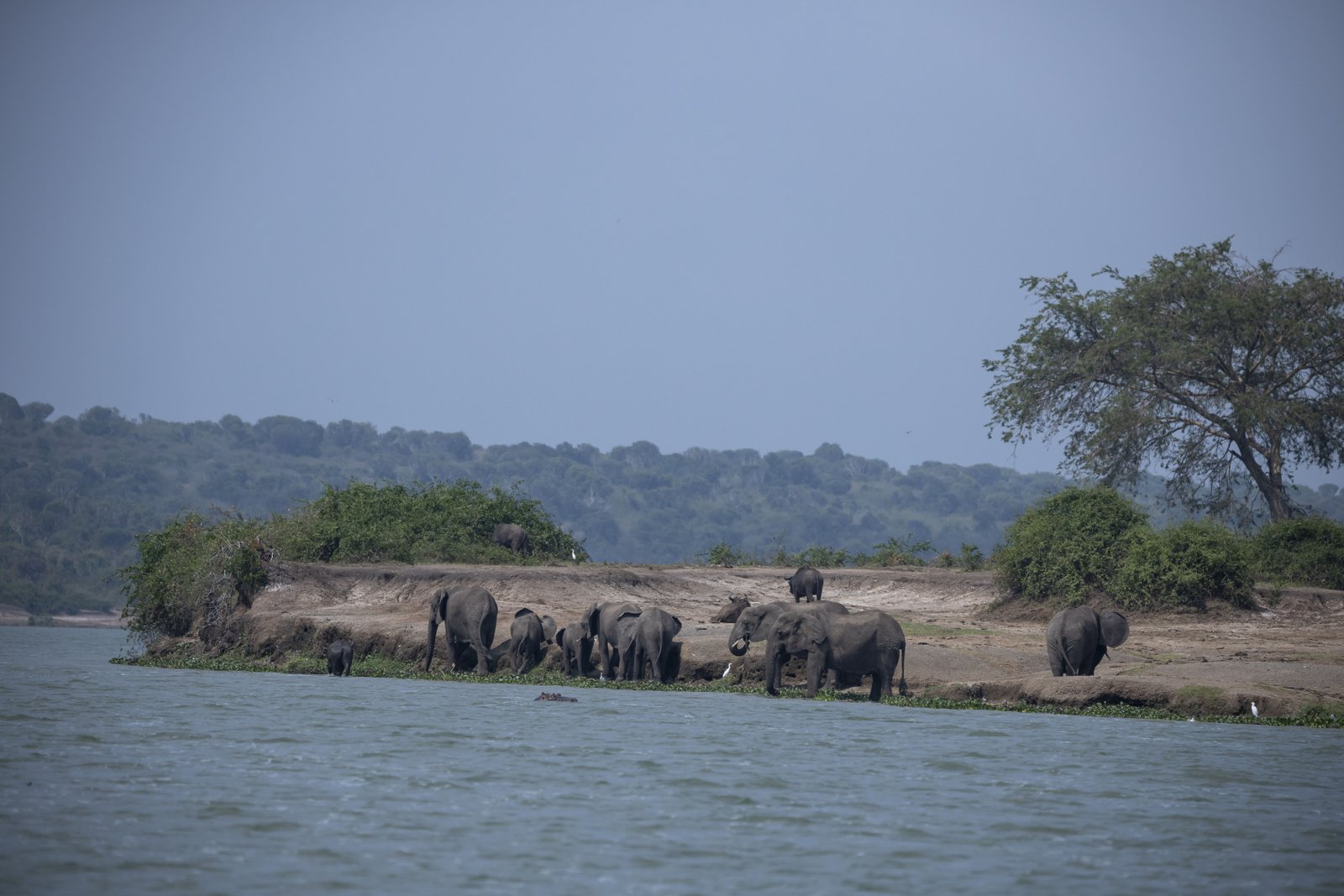 Murchison Falls: Where the Nile Is Forced Through a Cleft of Rock