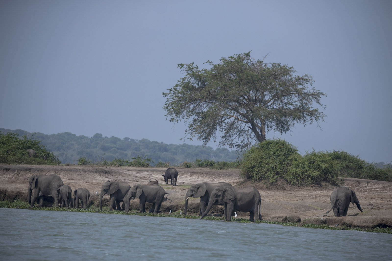 Elephant Herd at Riverbank — Uganda