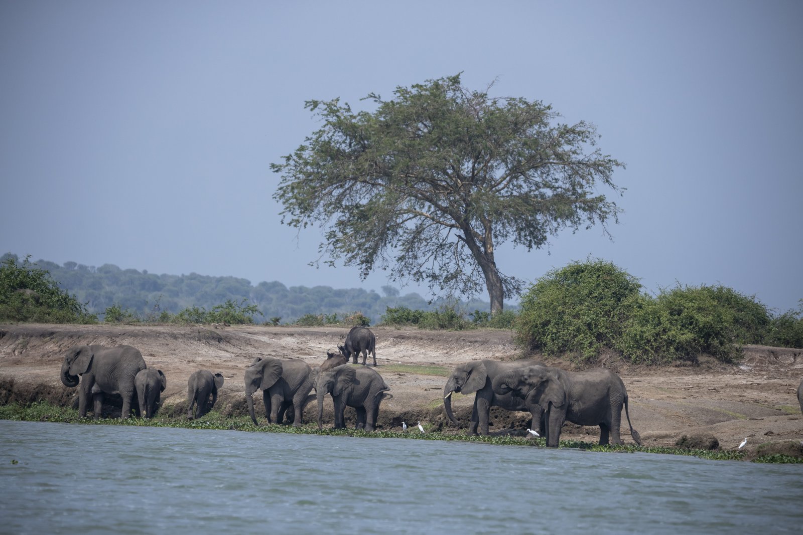Elephants at the Nile — Murchison Falls