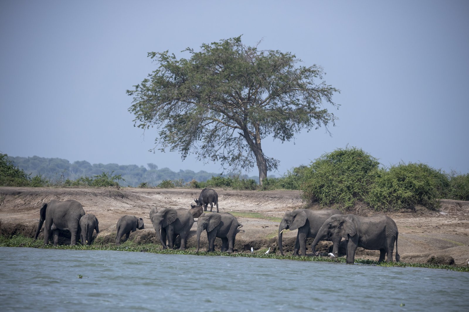 Elephants at River — Uganda Savanna