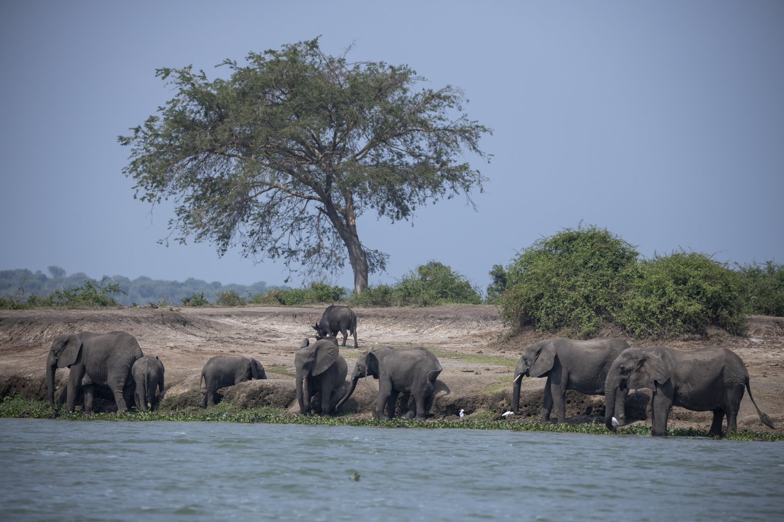 Elephants Drinking — River Safari