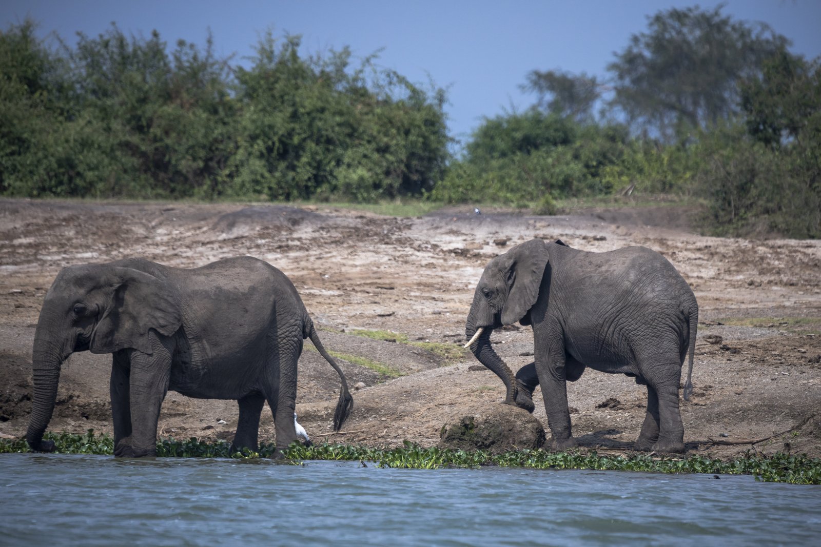 Elephants at the Water's Edge — Uganda