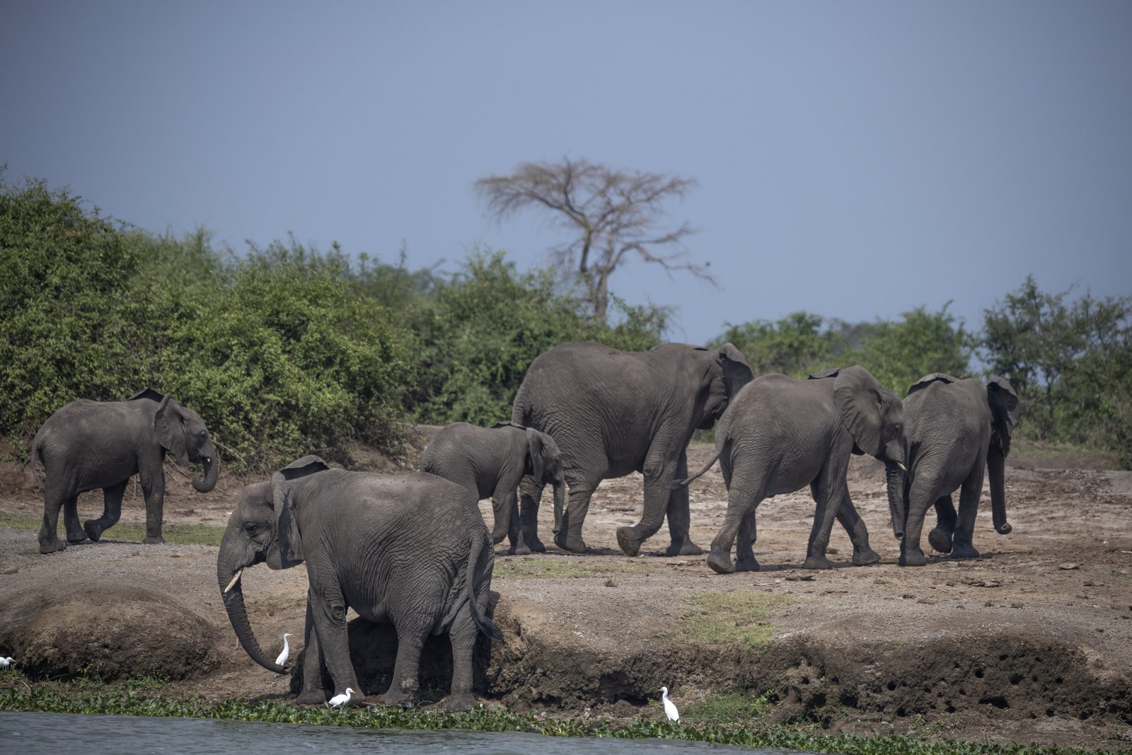 Hippo in the Nile — Murchison Falls