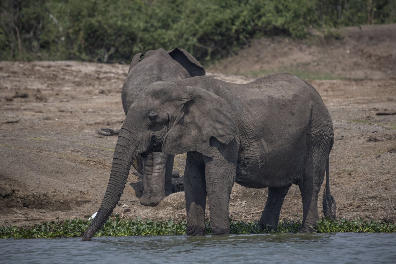 Elephants Drinking — Riverbank