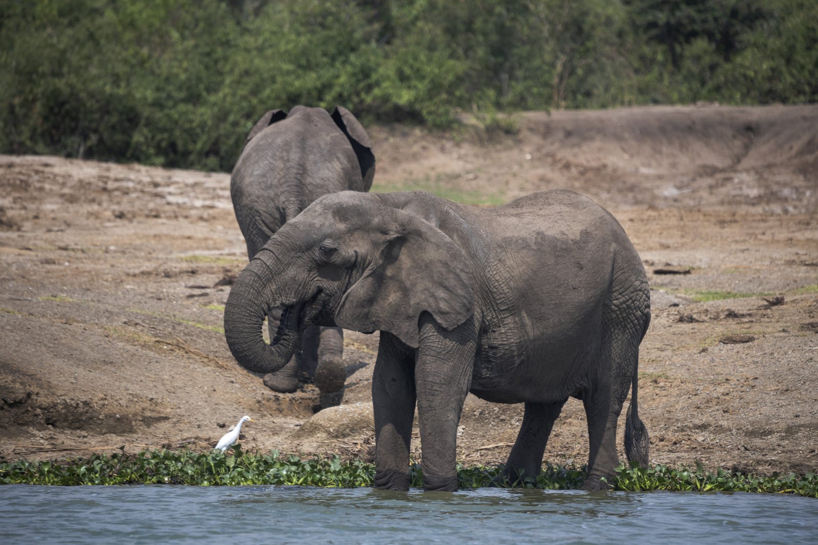 Elephant at River — Uganda