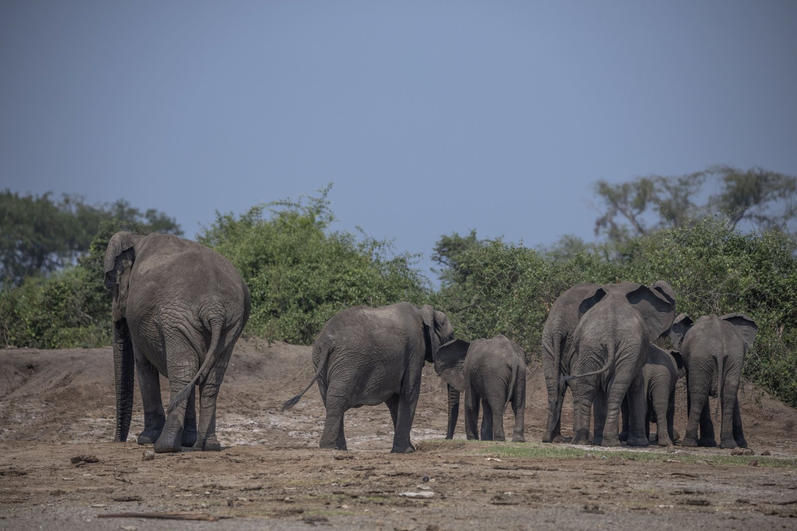 Elephant Herd — Queen Elizabeth Region