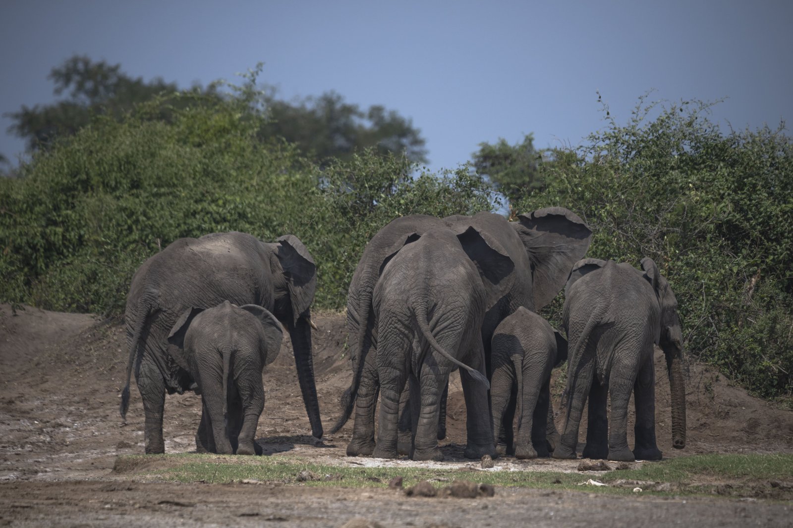 Elephant Family With Calves — Savanna