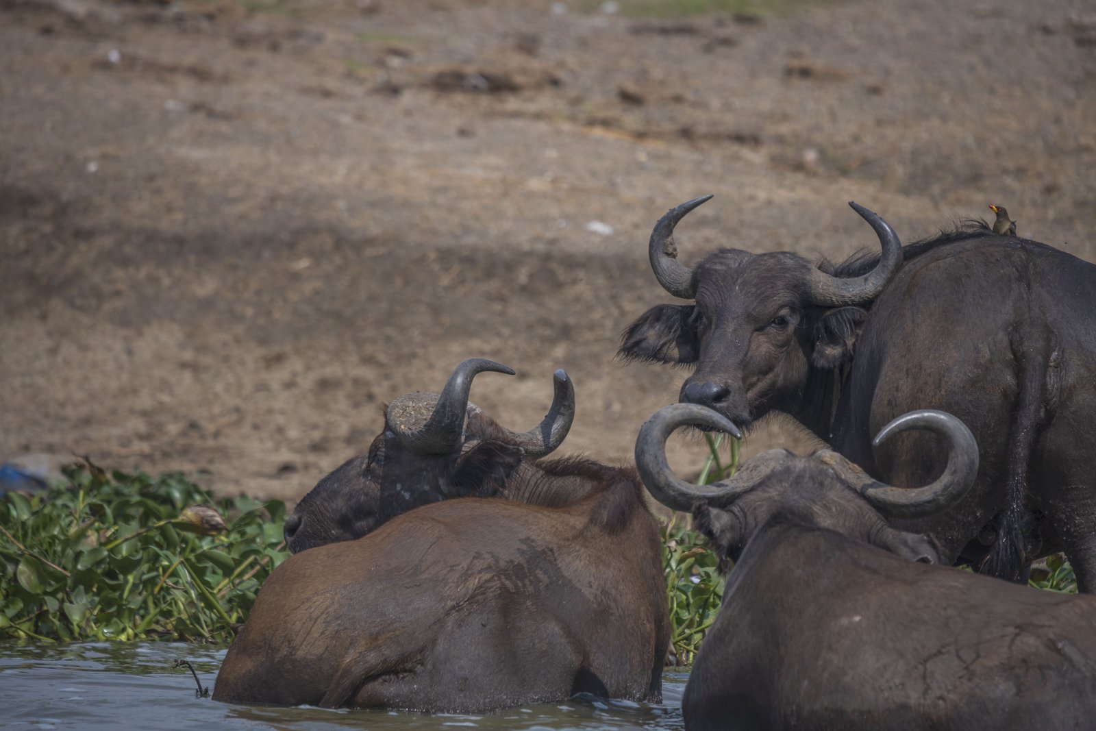 East Africa Journey — East Africa
