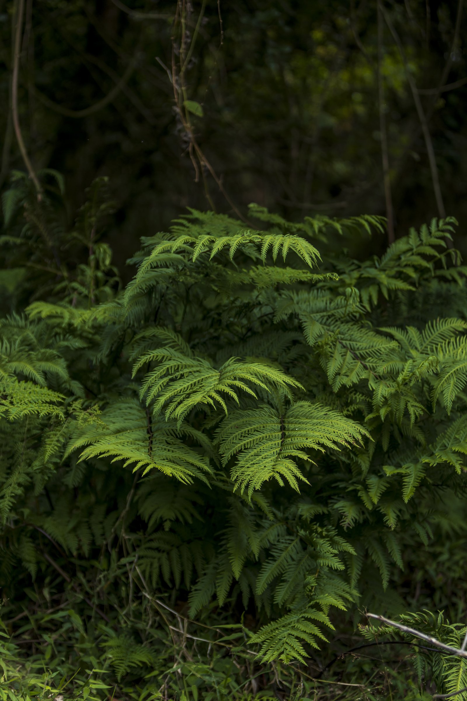 Rainforest Fern — Bwindi Impenetrable Forest