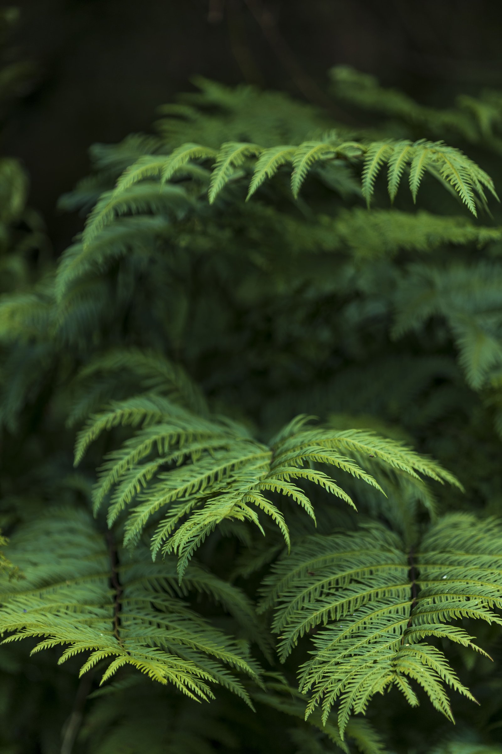Fern Fronds — Bwindi Forest
