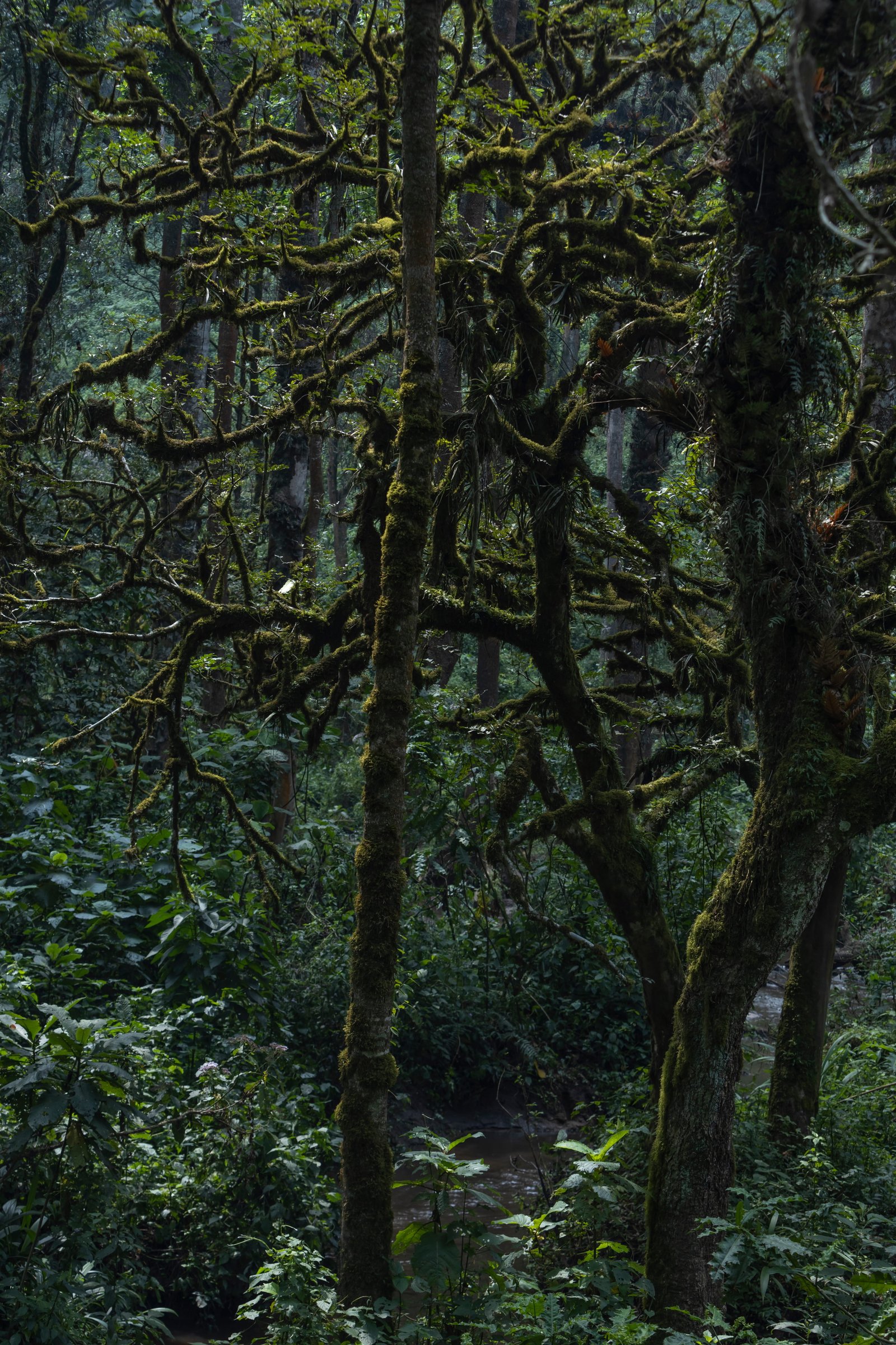 Chimpanzee Tracking in Uganda: Kibale Forest and Kyambura Gorge