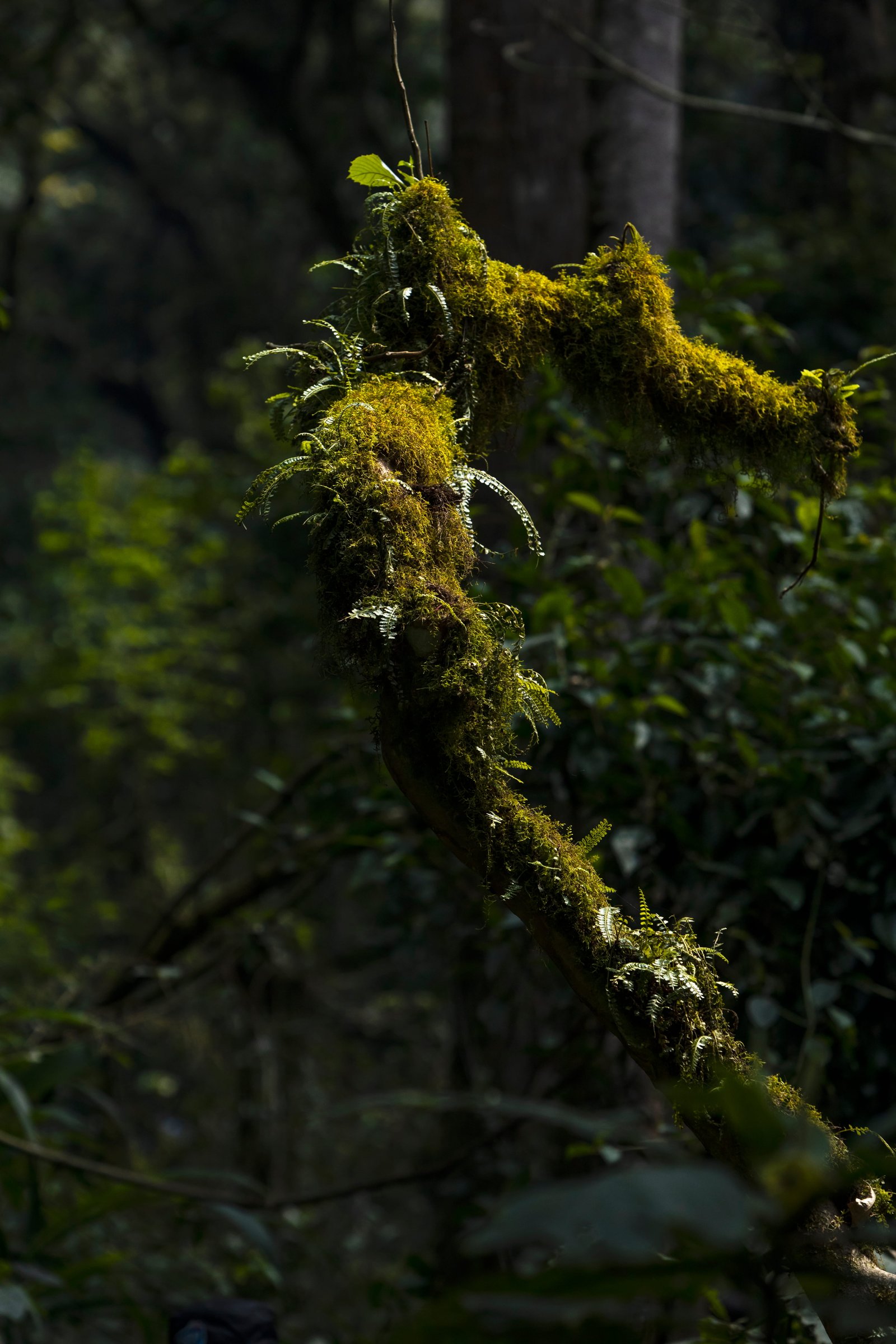 3 Days Gorilla Safari - image 7