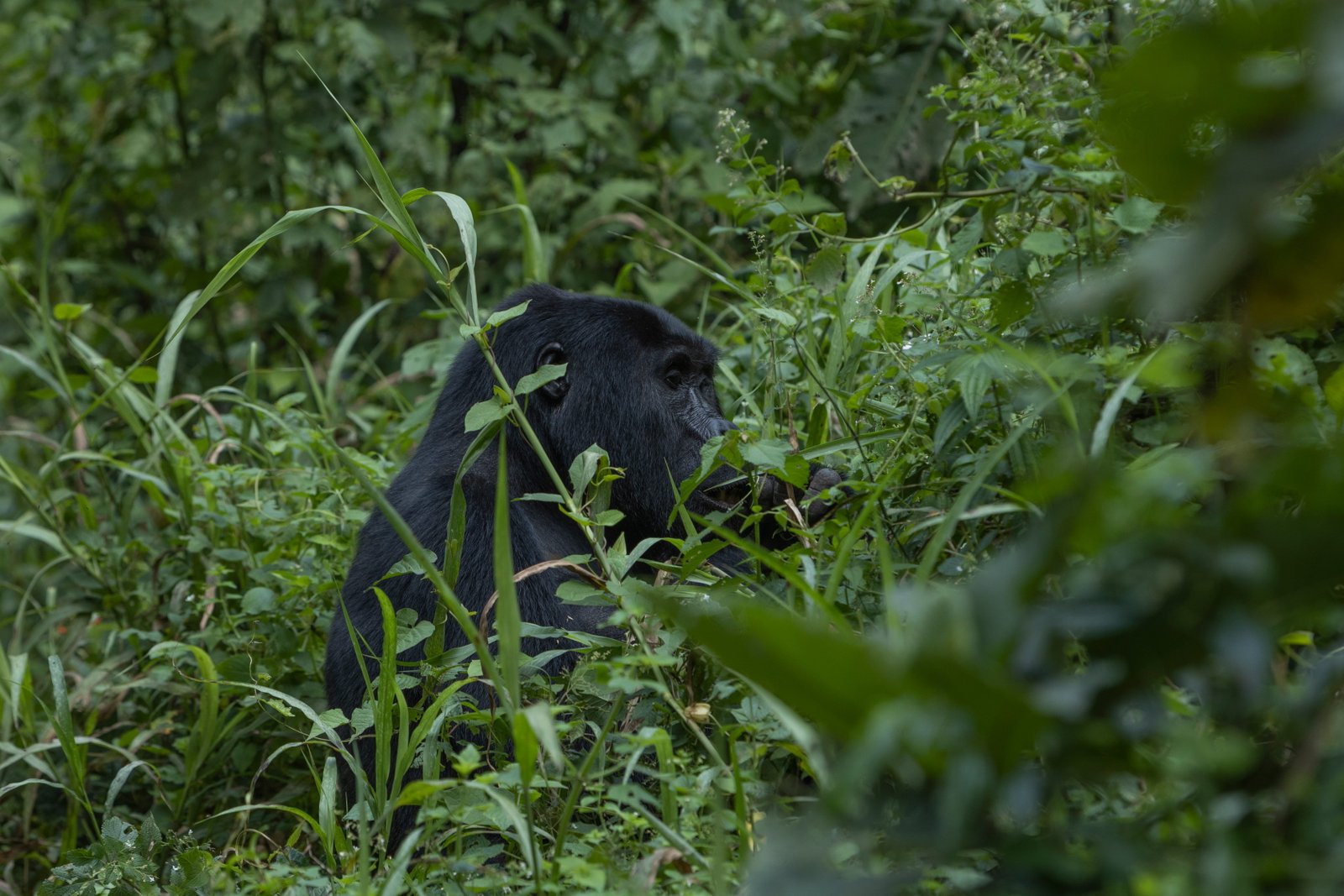 3 Days Gorilla Safari - image 2