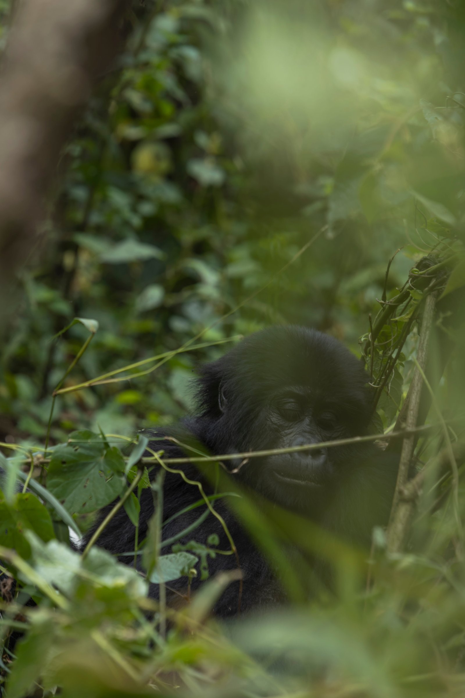 3 Days Gorilla Safari - image 4
