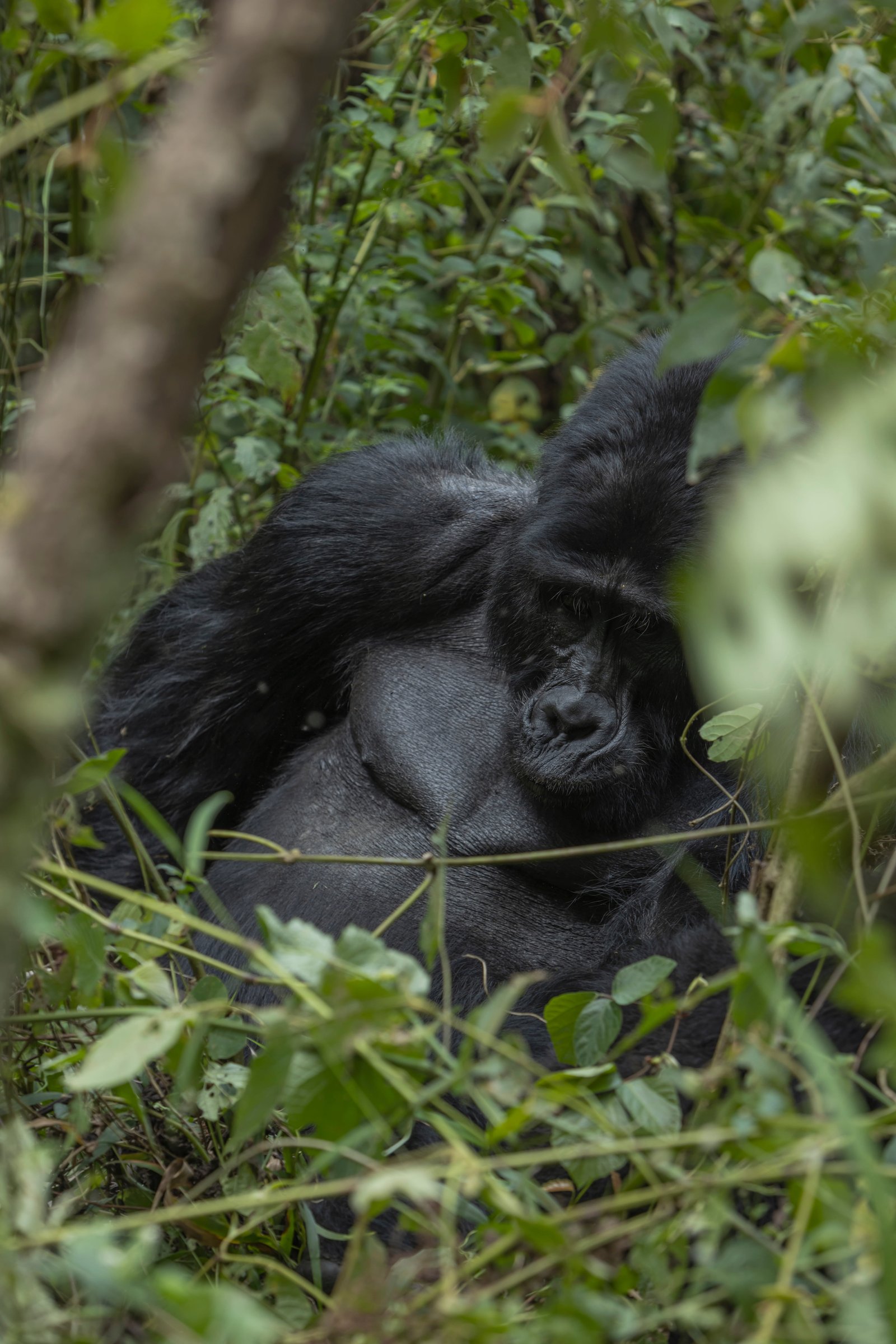 Gorilla Trekking in Rwanda: Volcanoes National Park, Clearly