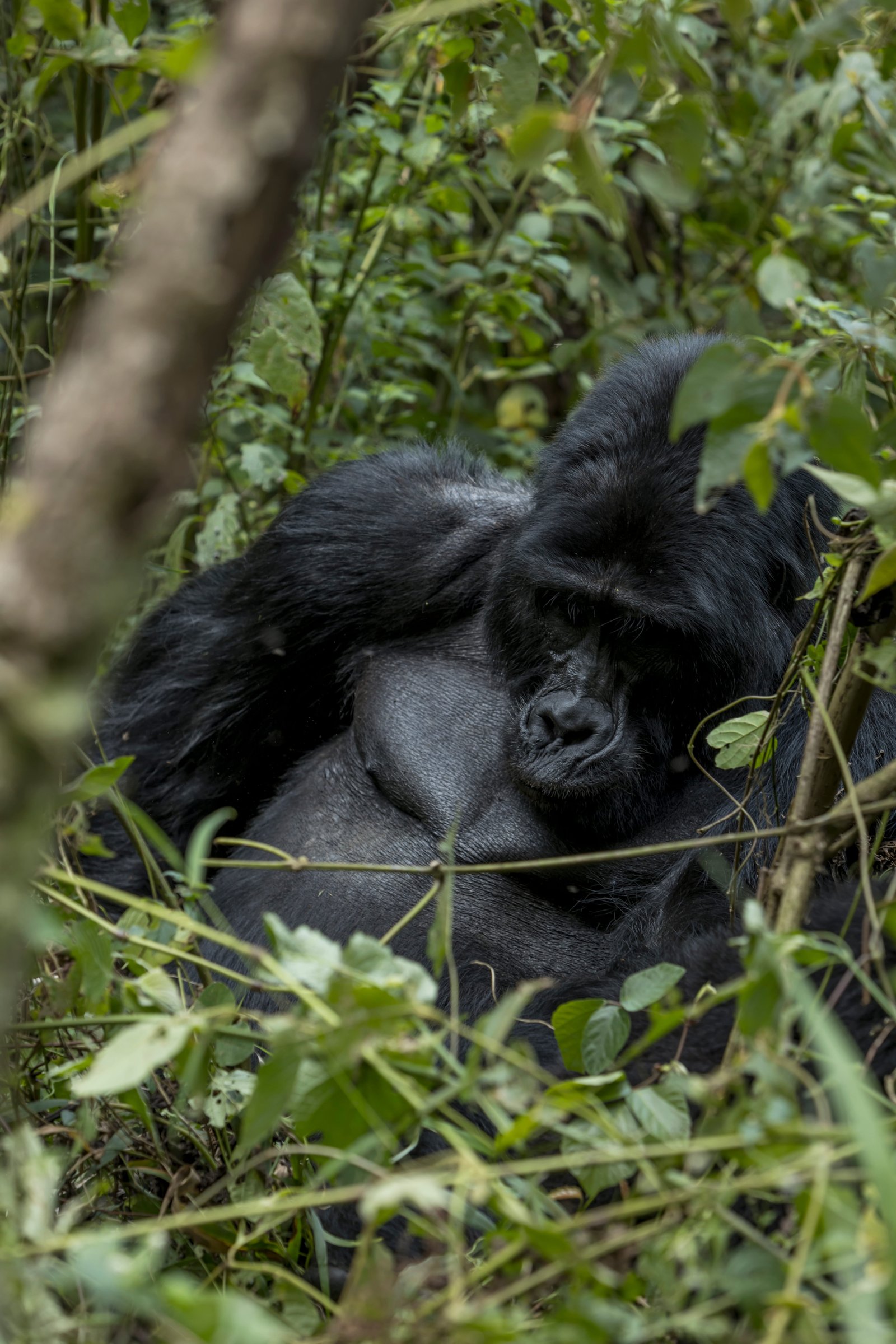 Mountain Gorilla Resting — Bwindi