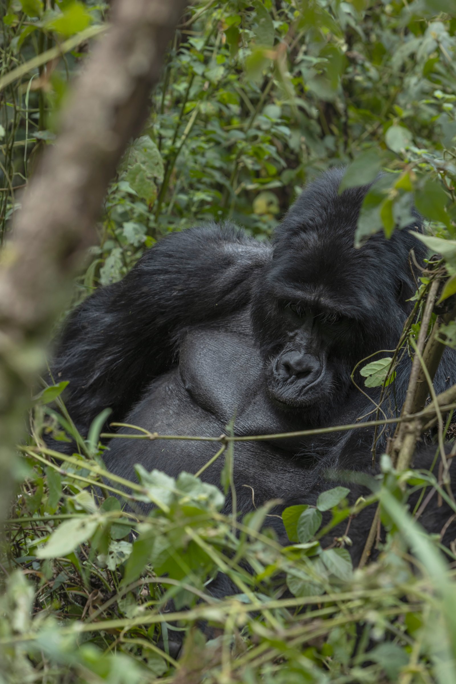 Silverback Gorilla — Bwindi Forest