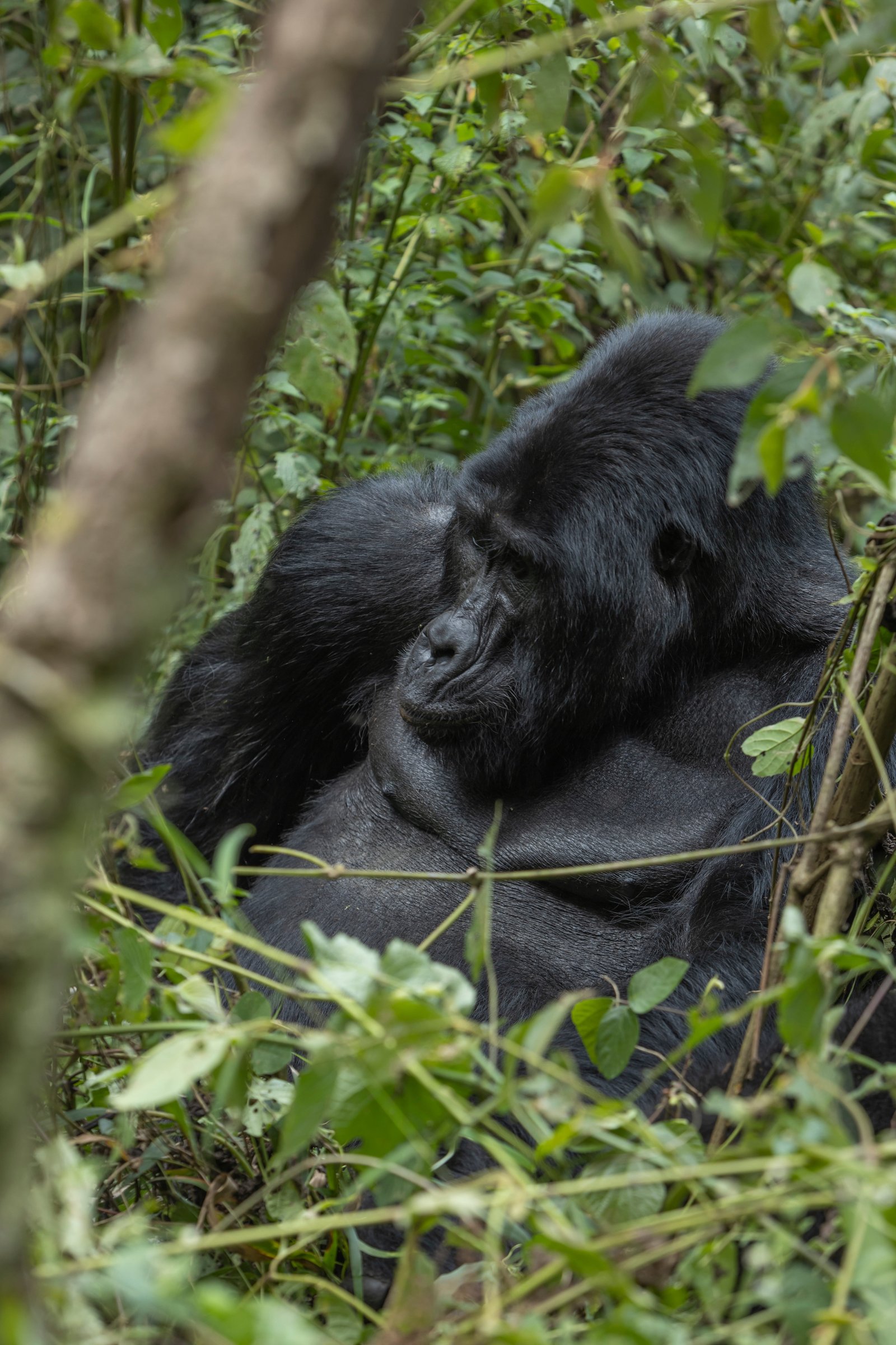 Mountain Gorilla Profile — Bwindi