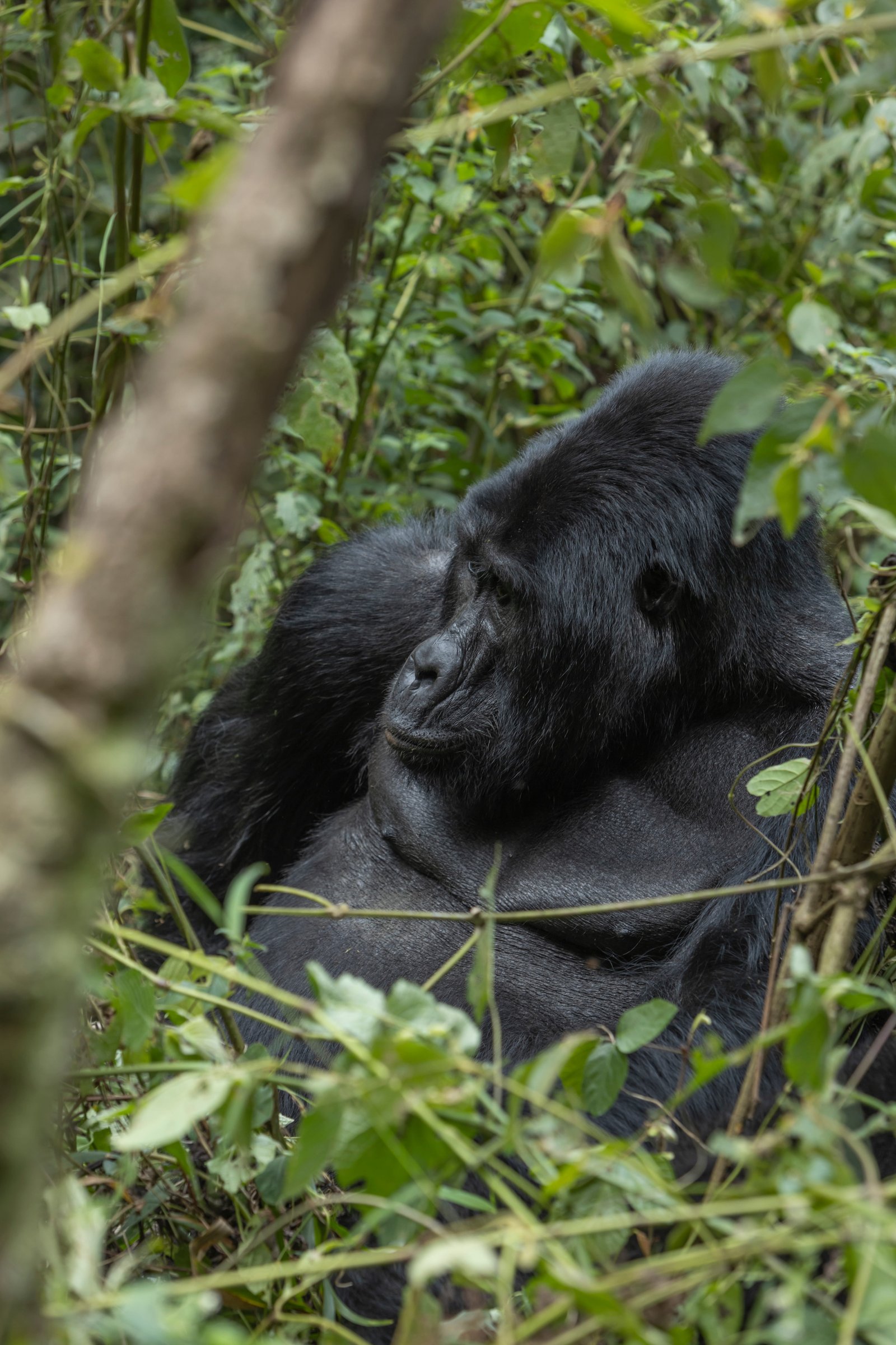 Mountain Gorilla — Bwindi Impenetrable Forest