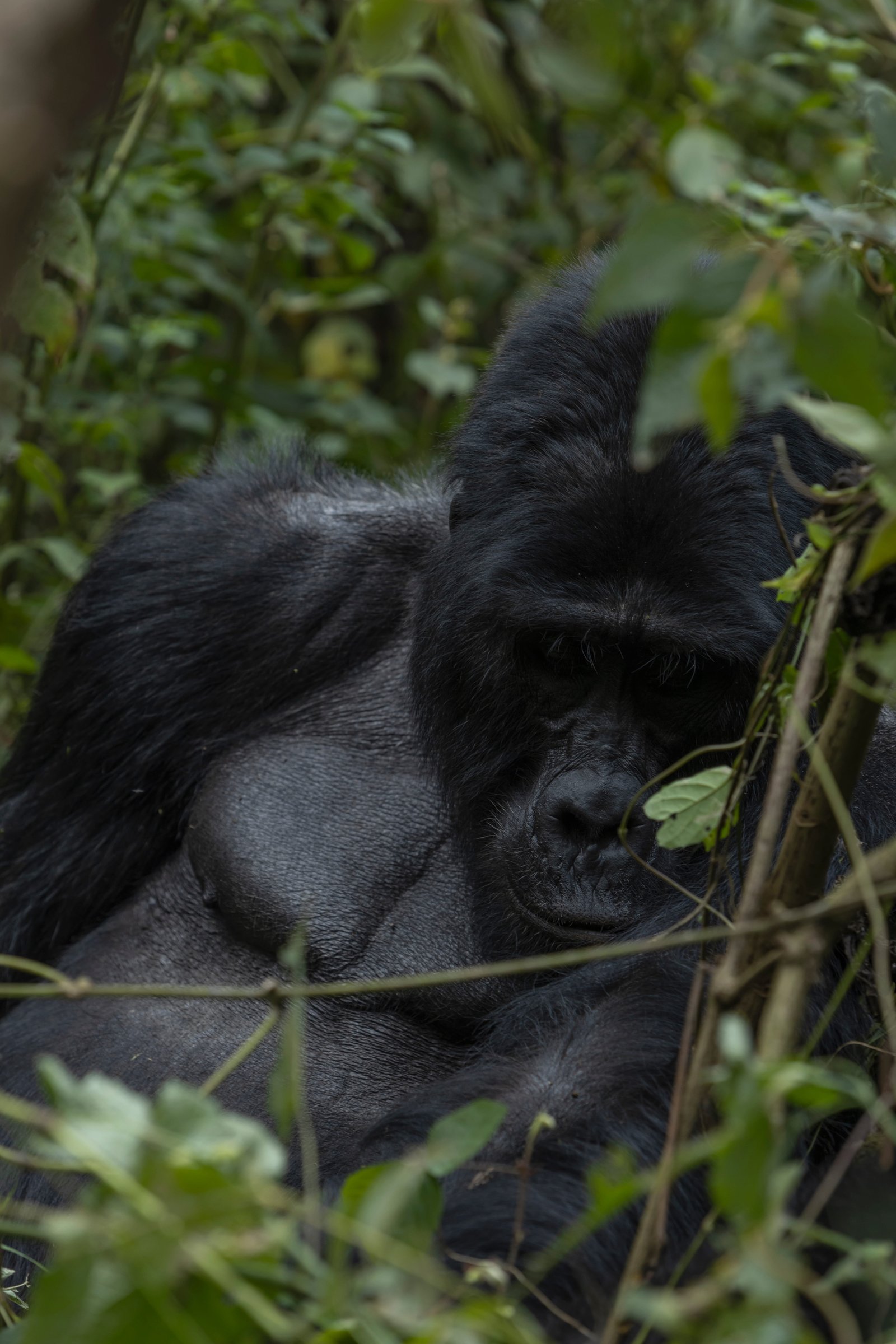 Mountain Gorilla at Rest — Bwindi