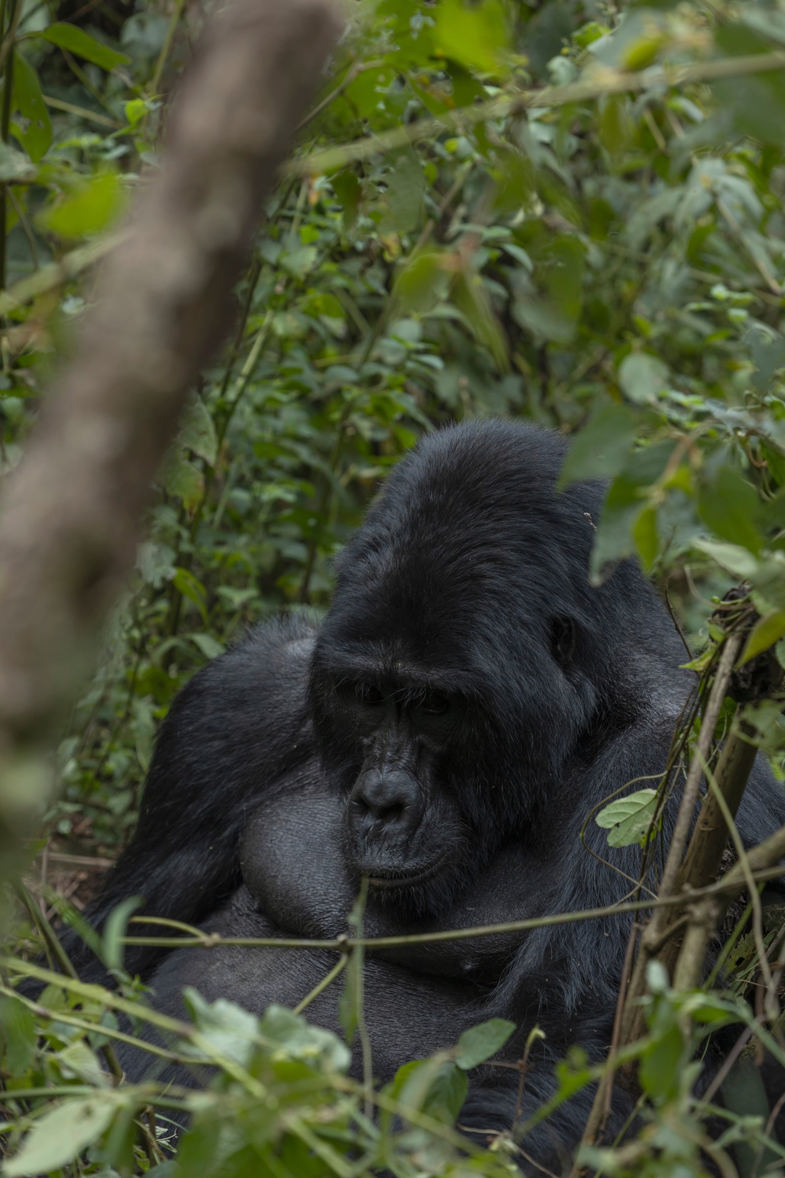 Mountain Gorilla — Bwindi Rainforest