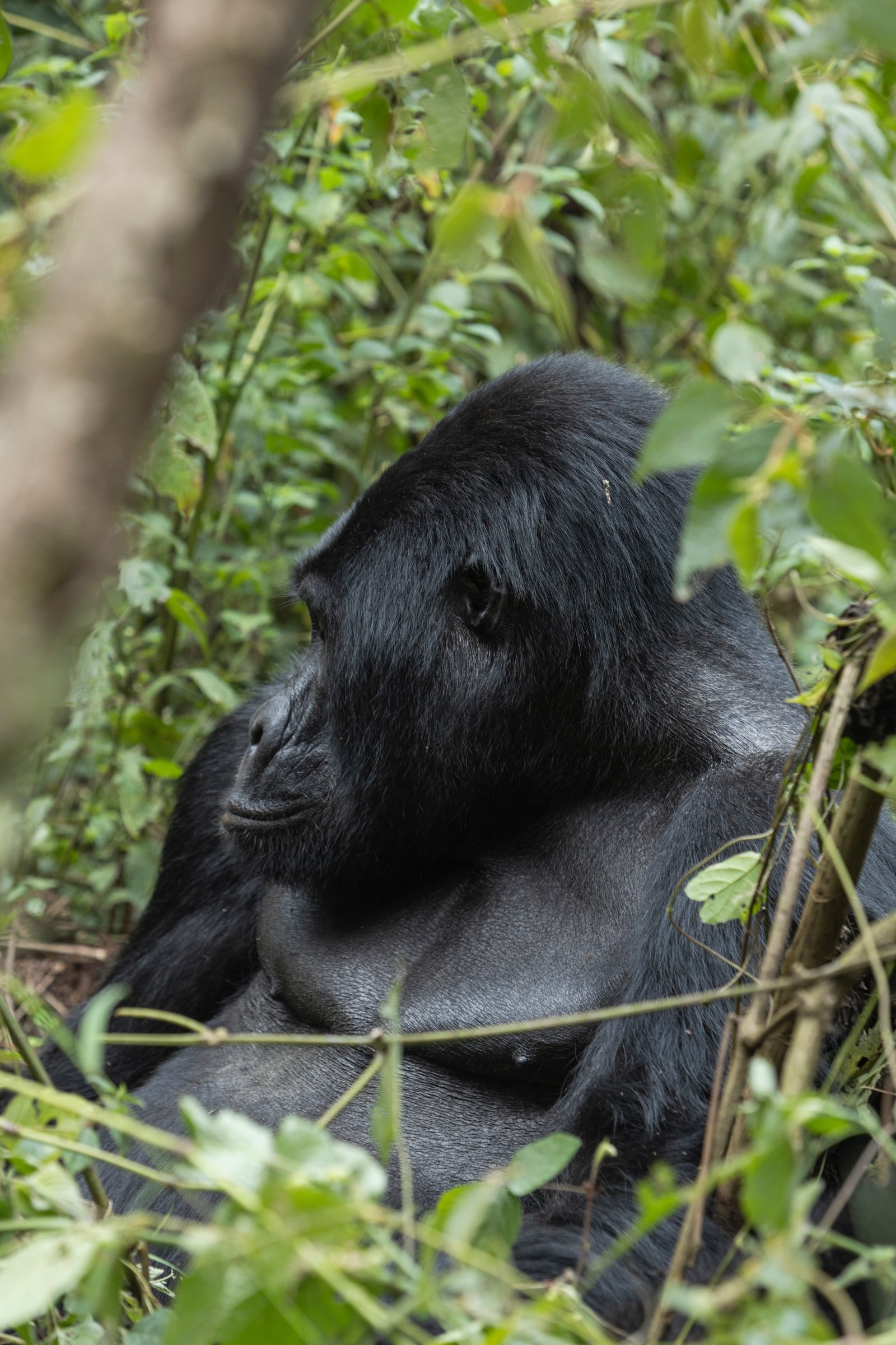 Silverback Gorilla — Bwindi