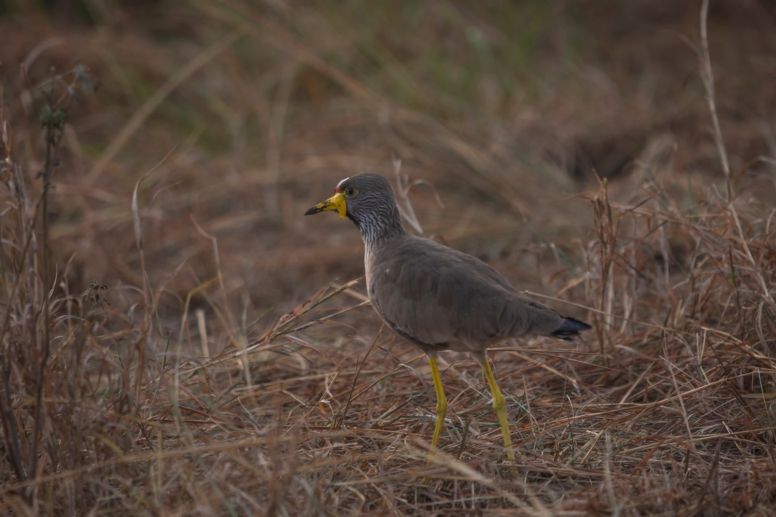 African Wattled Lapwing — Queen Elizabeth