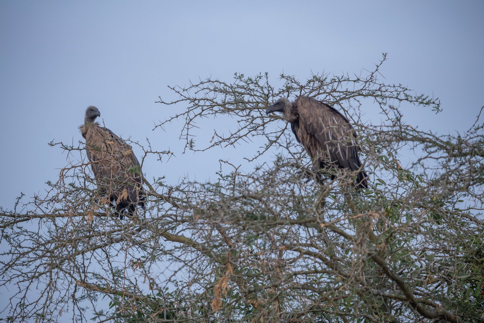 White-Backed Vultures — Acacia Tree