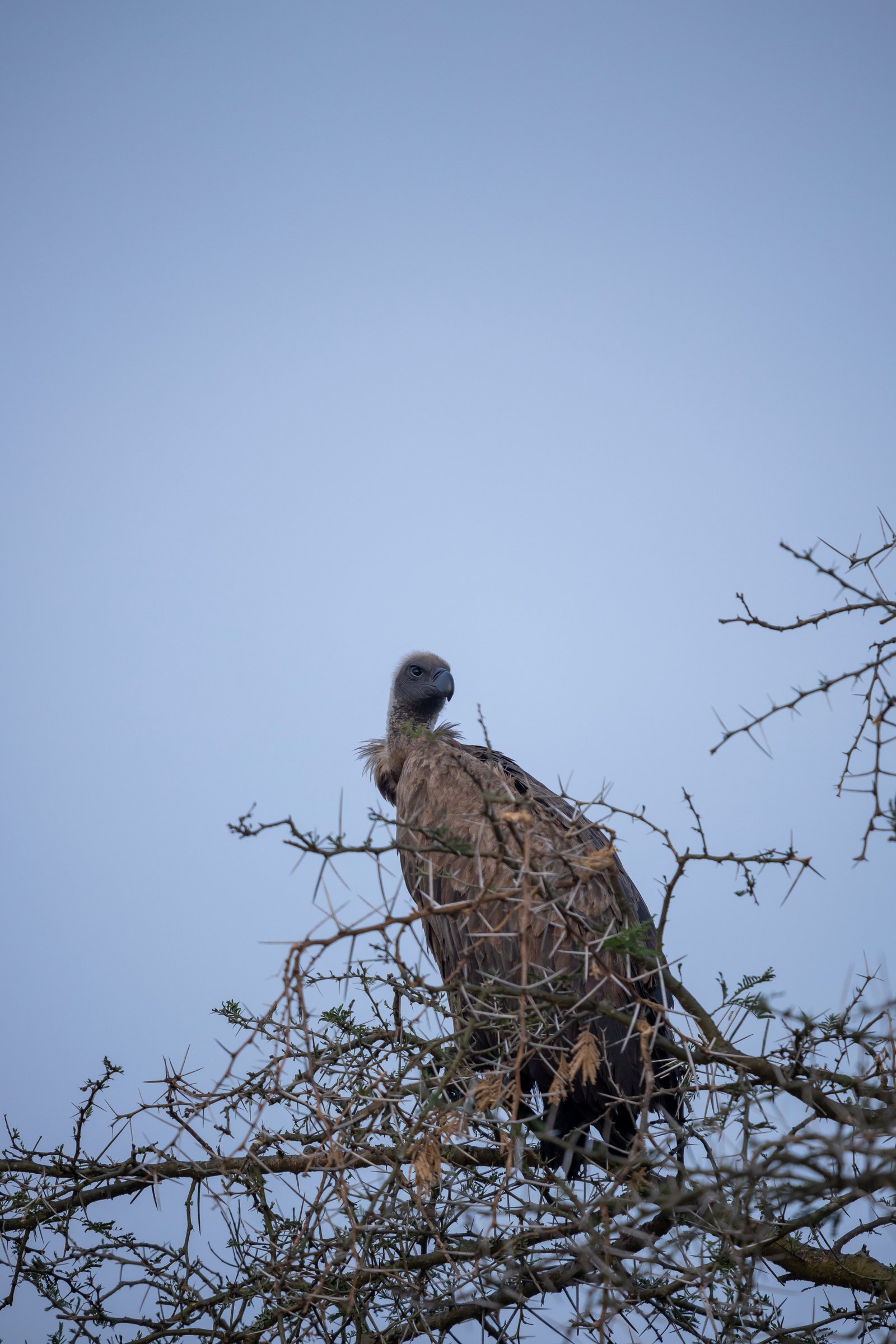 White-Backed Vulture — Savanna