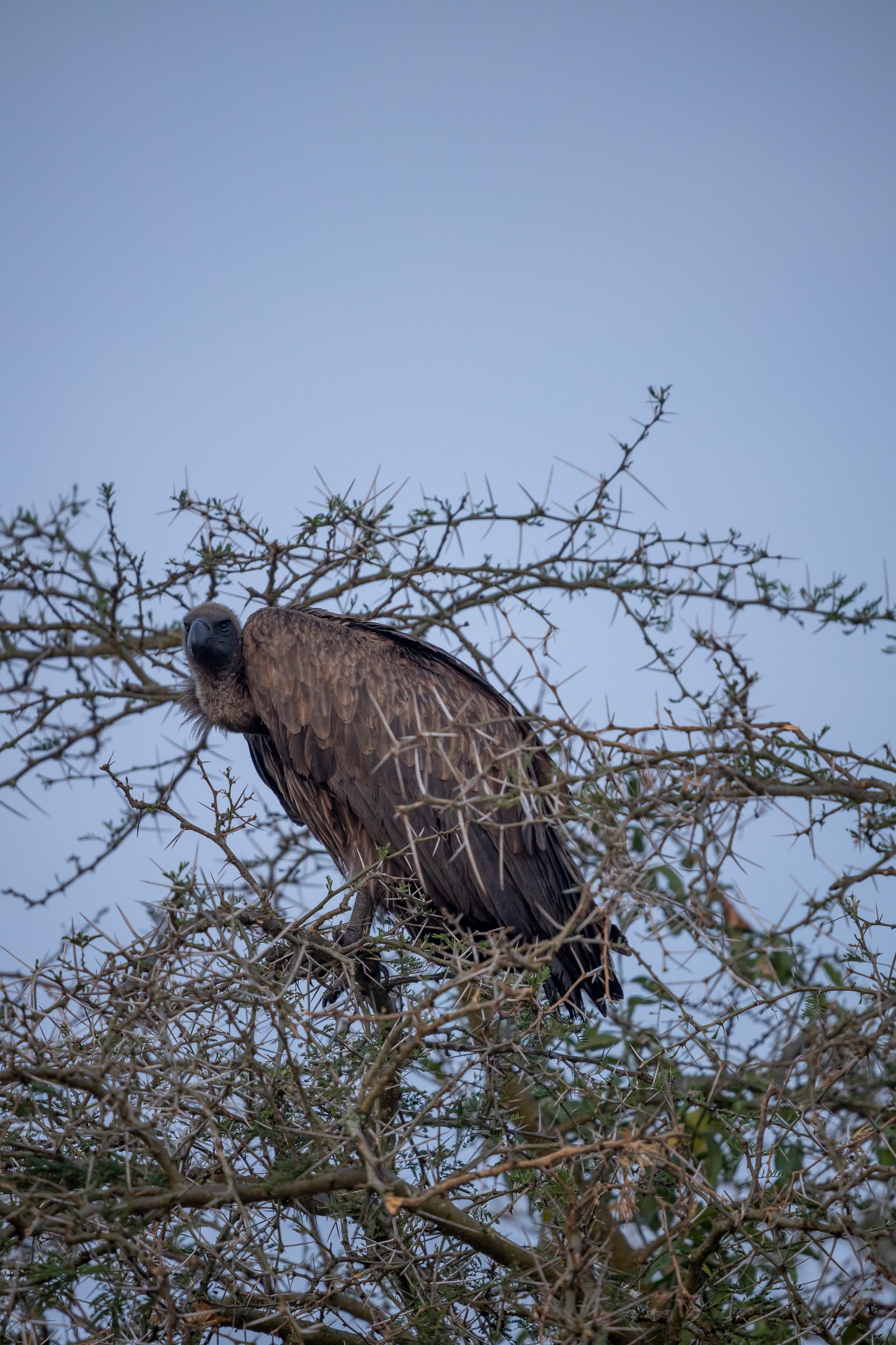 White-Backed Vulture — Acacia Savanna