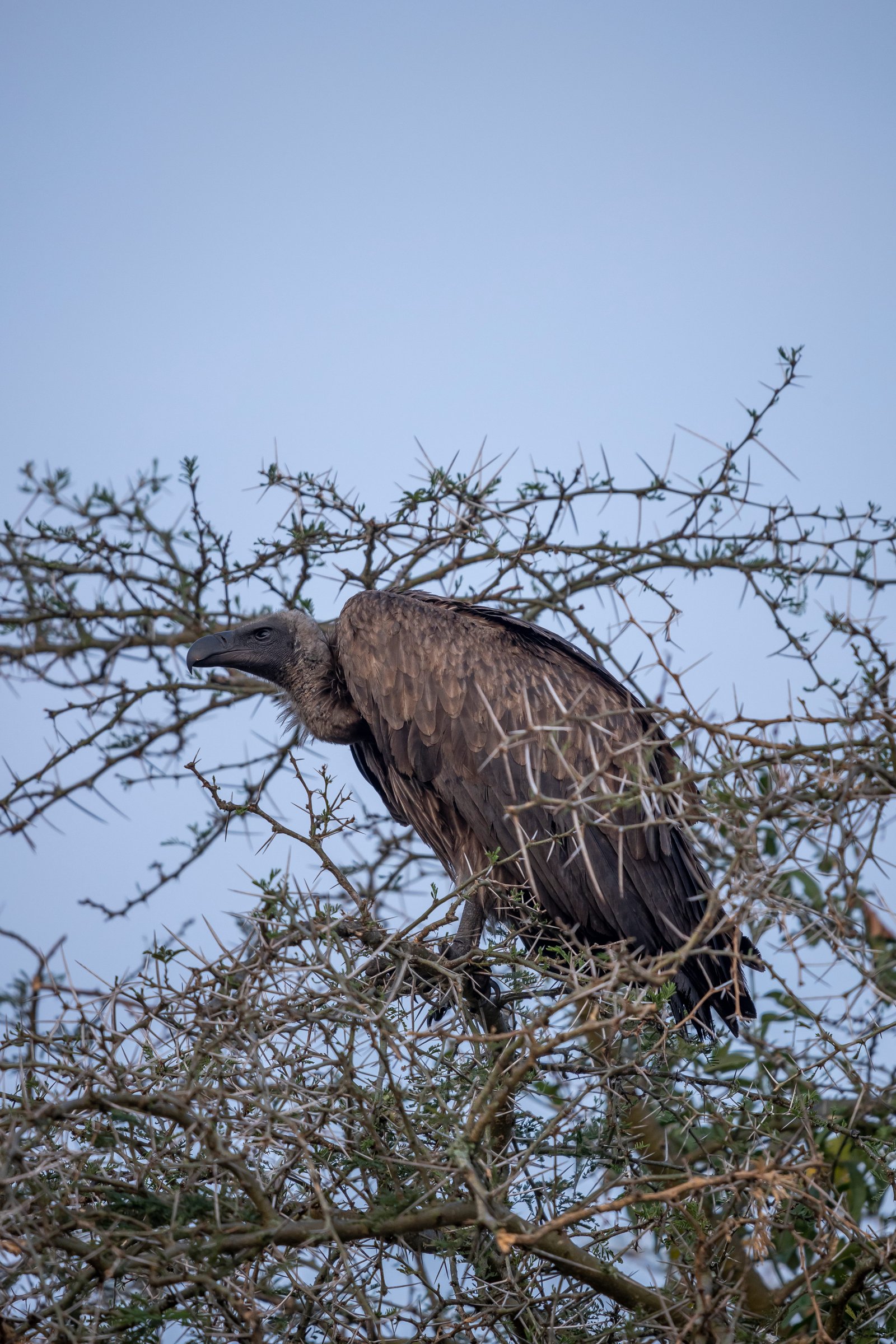 White-Backed Vulture — Thorn Tree