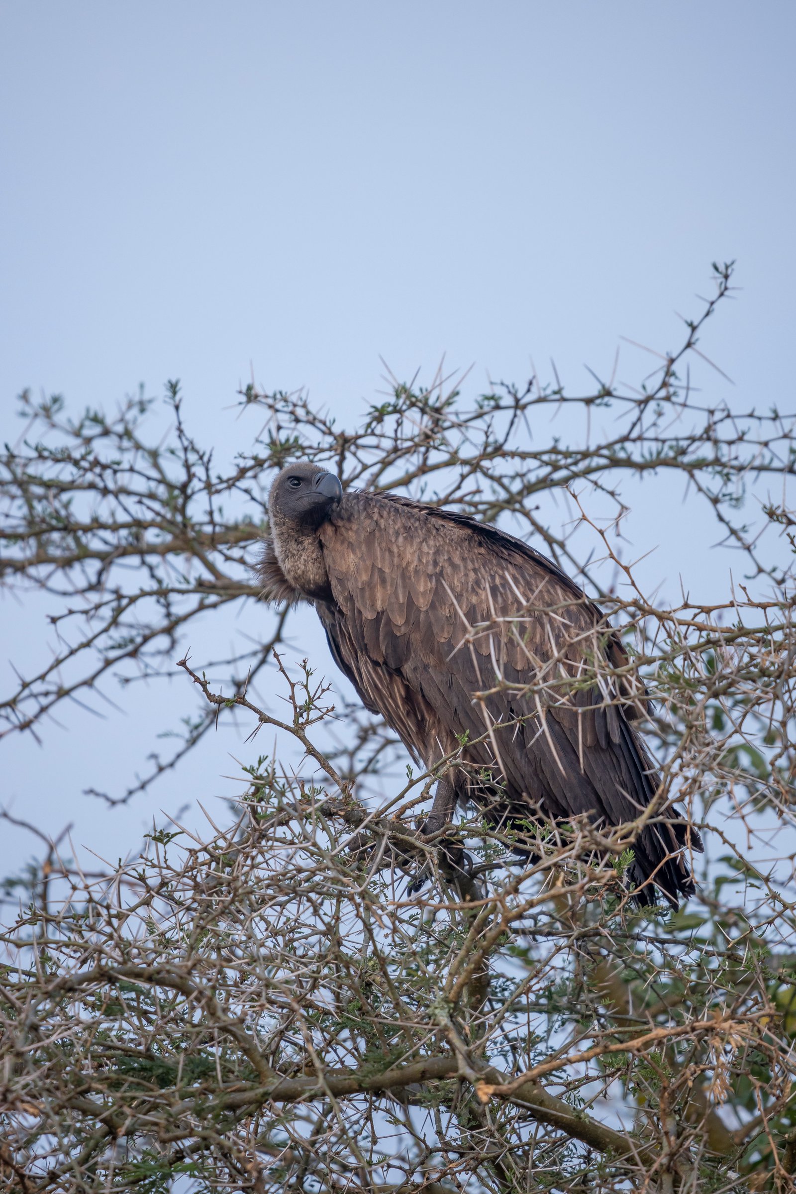 Vulture Perched — Savanna Sky