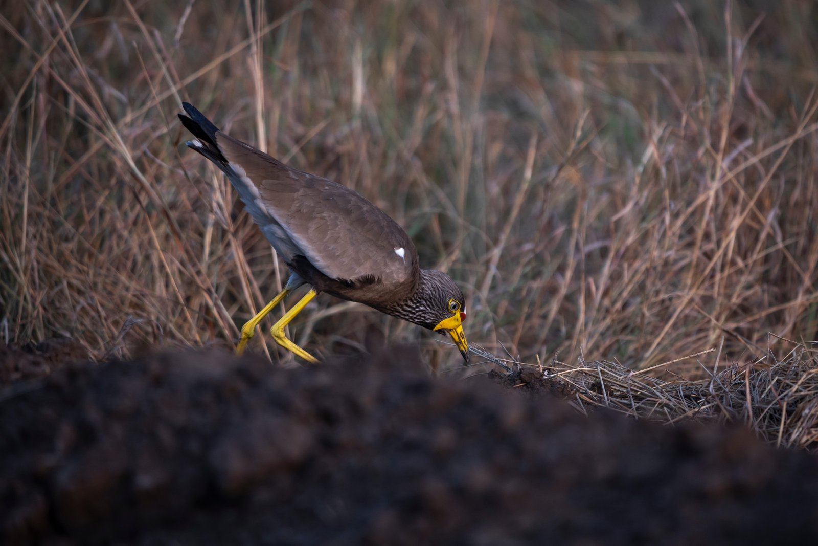 African Wattled Lapwing — Dry Grassland