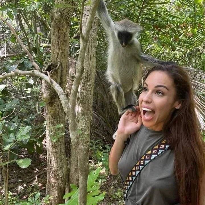 Vervet Monkey — Zanzibar Forest