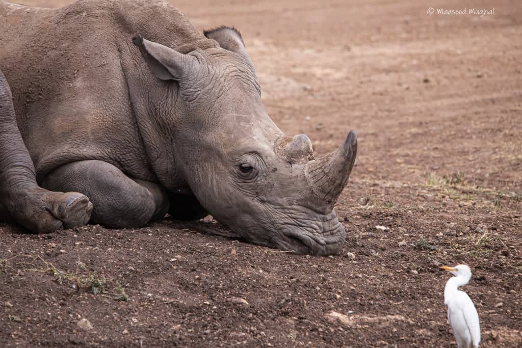 White Rhino and Cattle Egret — East Africa