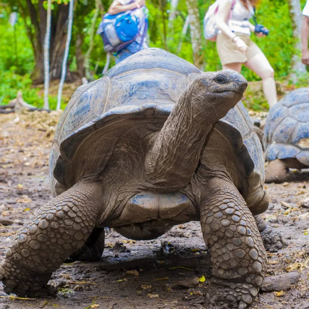 Aldabra Giant Tortoise — Prison Island