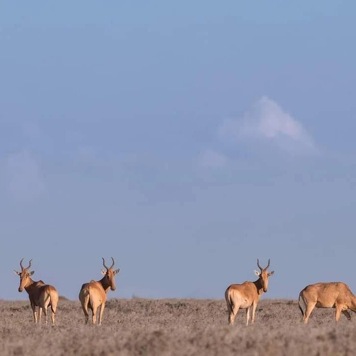 Coke's Hartebeest — Masai Mara