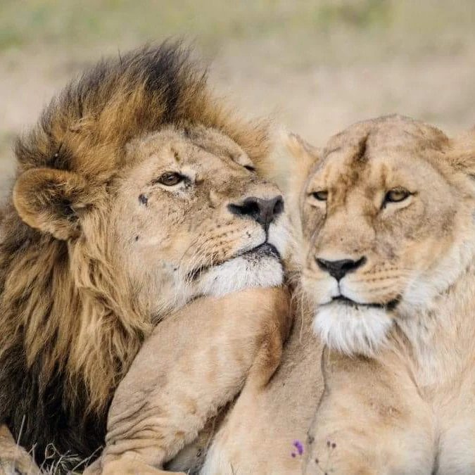The Masai Mara: Grass, Cats, and the Season Everyone Asks About