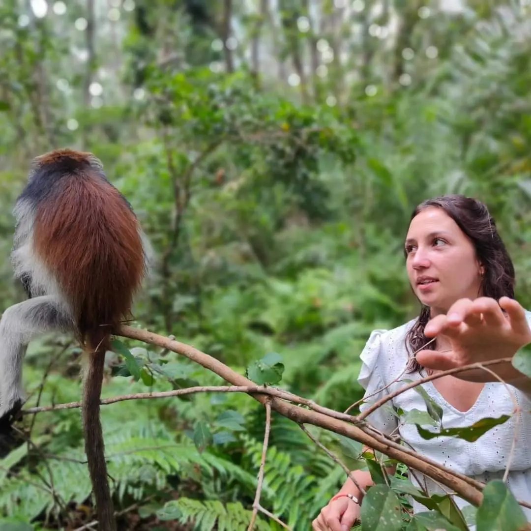 Zanzibar Red Colobus — Jozani Forest