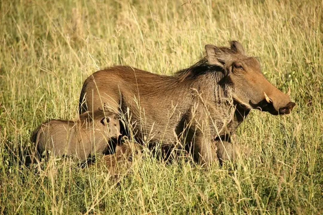 Warthog and Piglet — Masai Mara