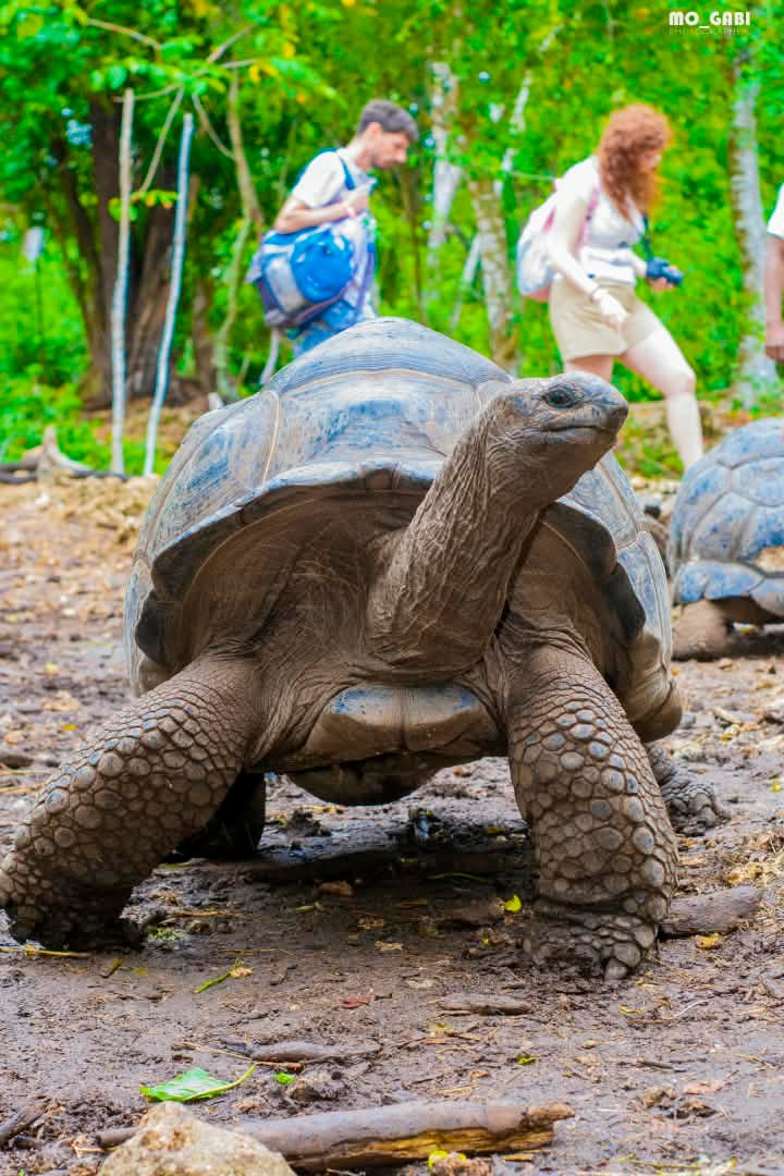 Aldabra Giant Tortoise — Prison Island