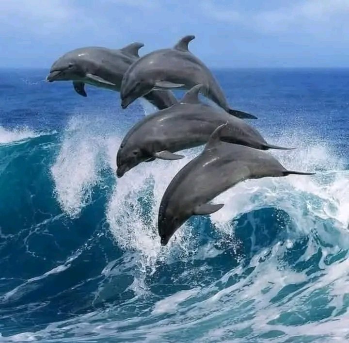 Bottlenose Dolphins — Indian Ocean
