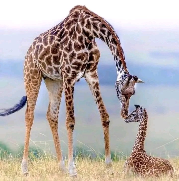 Masai Giraffe and Calf — Masai Mara