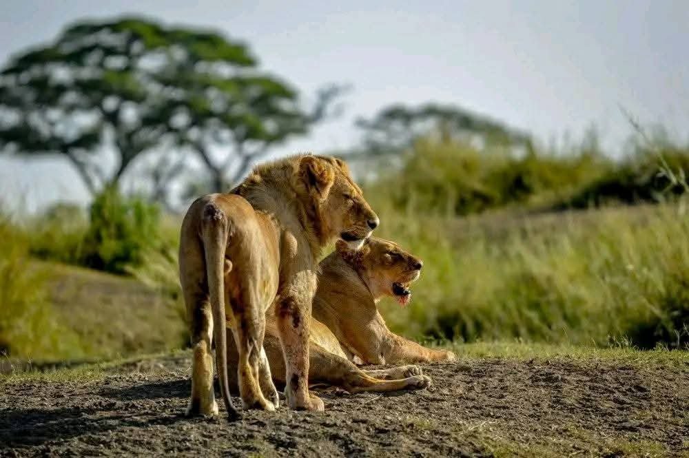 Lion Pride — Masai Mara