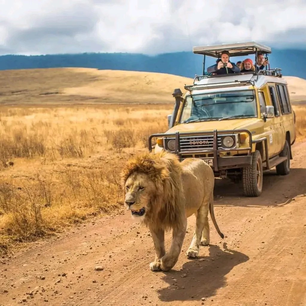 Male Lion — Ngorongoro Crater