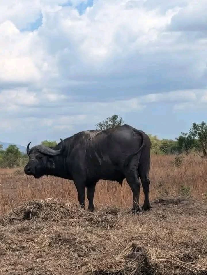 Cape Buffalo — East African Savanna