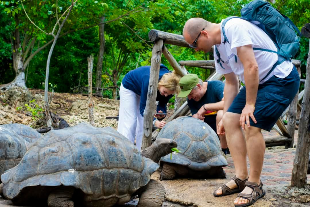 Aldabra Giant Tortoises — Prison Island