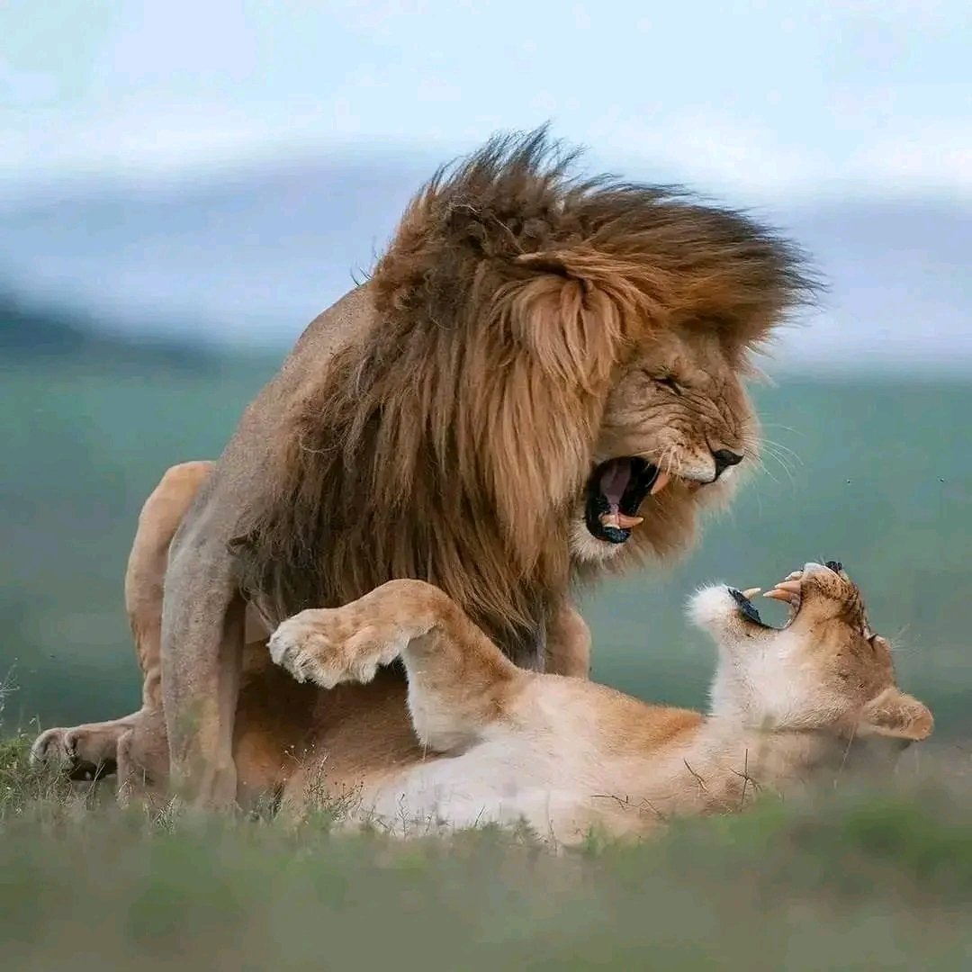 Mating Lions — Serengeti