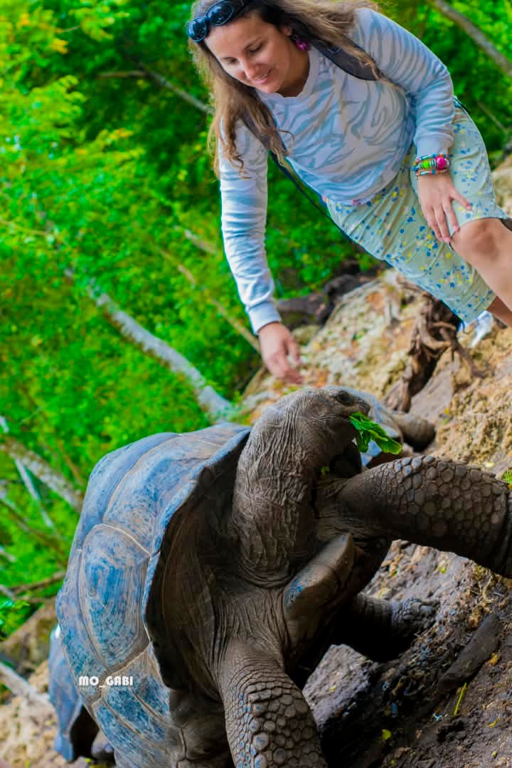 Giant Tortoise Encounter — Changuu Island