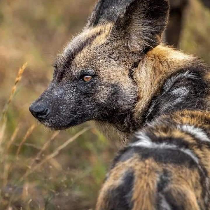 African Wild Dog — Serengeti